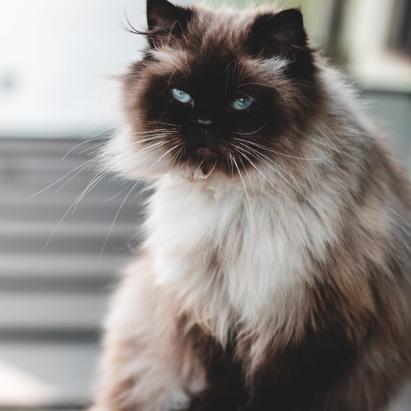 Close-Up Photo of Downy Cat